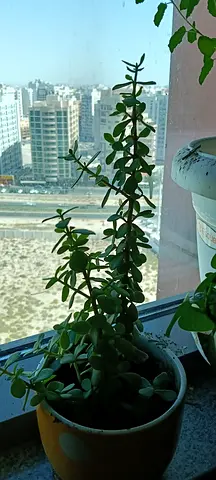 Zed plant