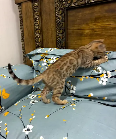 3 months old Bengal kitten