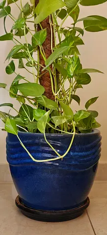 Money Plant in Large Blue Ceramic Pot - Healthy Indoor Plant