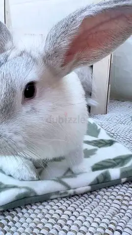 Young friendly rabbit available for adoption - healthy and tame