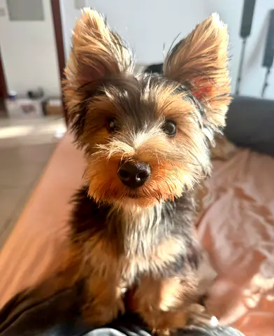 Yorkshire Terrier Puppy – Vaccinated  Microchipped