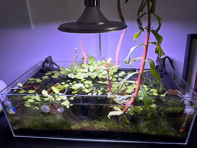 Planted nano aquarium with live plants  - ready setup