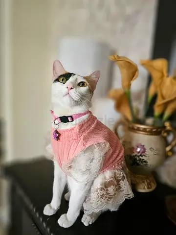 Urgent Cat  free give away with everything