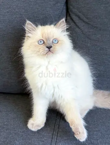 Beautiful Pure Ragdoll Kitten