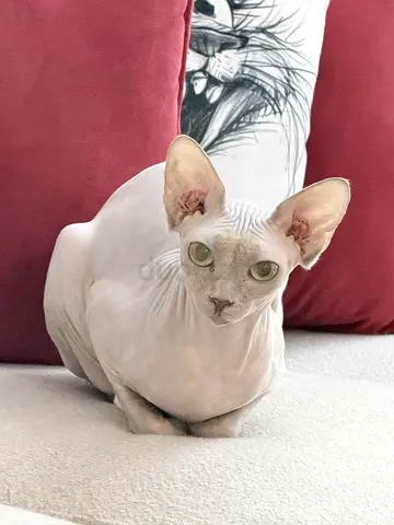 Cats