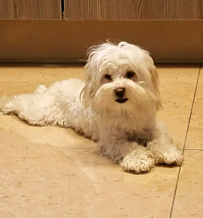 Dogs for adoption