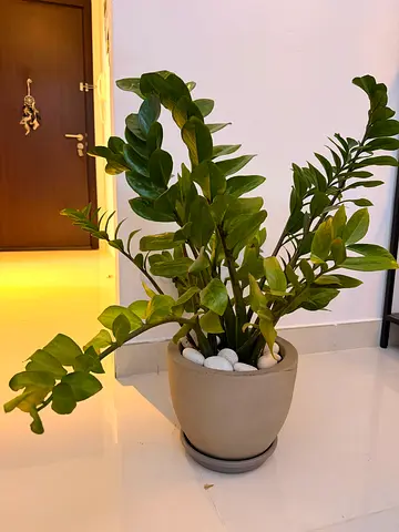 Indoor Plants in Ceramic Pot - Ready to Place