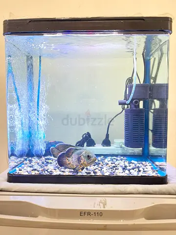 Small glass aquarium with filter, oxygen motor and Oscar fish (ready setup) food and blue medicine