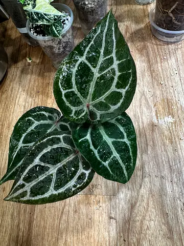 Anthurium Pure Michelle with docblock tag. Aed400/-. Pickup near financial center metro. Delivery ca