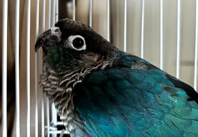 Bird for adoption