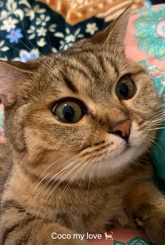 Rehoming my cat