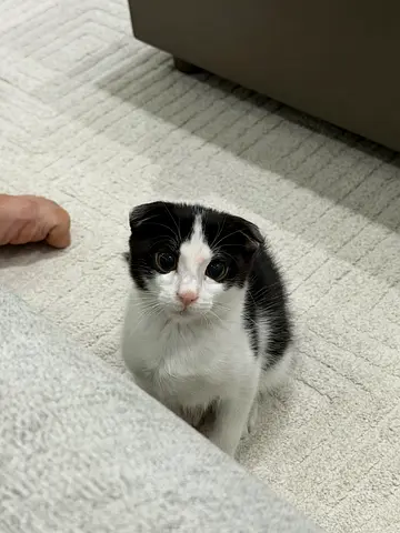 Adoption: Scottish Fold Mix Male looking for his forever home