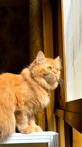 Persian Cat Looking for Loving Home