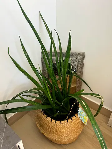 Plant