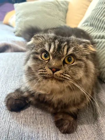 Female Scottish fold  for free adaption