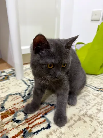 looking for a forever loving home