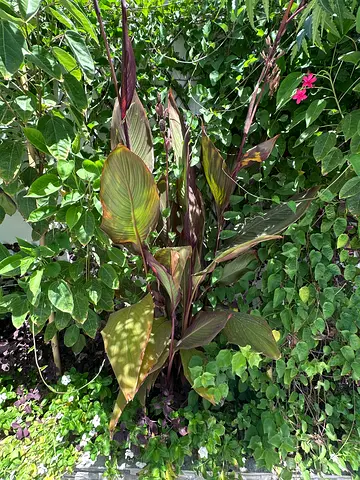 Outdoor garden plants