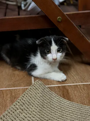 Scottish Fold Mix Male Kitten for Adoption  Looking for His Forever Home