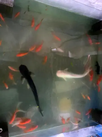 2 big aquarium shark per shark 55cm