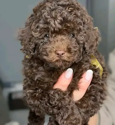 Adoption dog
