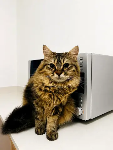 Free adoption