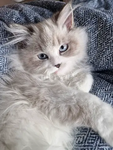 Beautiful Ragdoll needs a new home