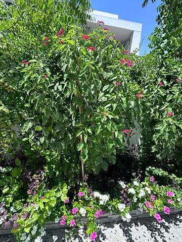 Outdoor plants
