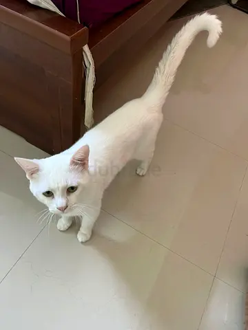 cat for adoption