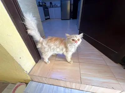 Friendly cream long-haired cat available for Free adoption