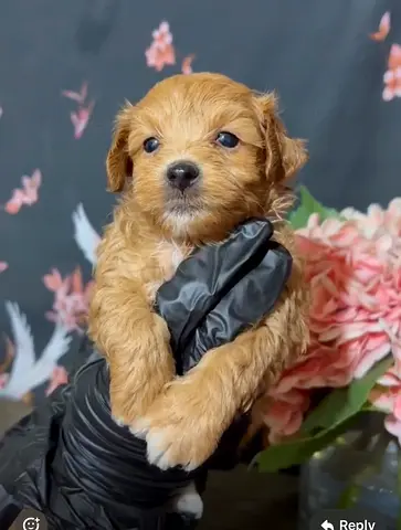 Small fluffy puppy, ready for new home (photos included)