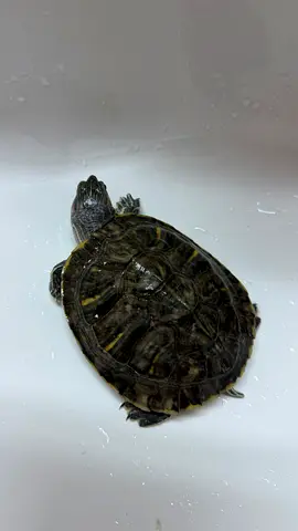 2 turtle - female and male