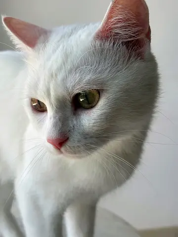 White Cat for Free Adoption