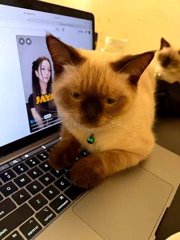 Siamese cat for free adoption