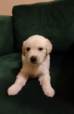 English golden retriever puppy