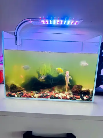Fish tank