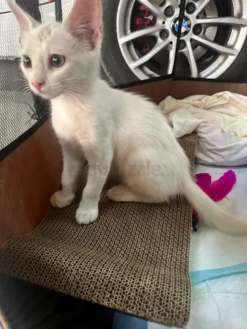 Kitten for free adoption