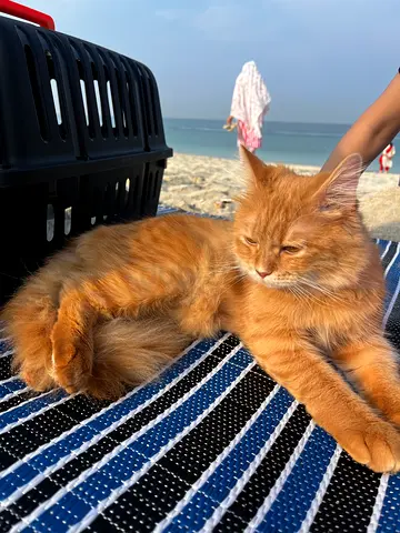 Persian Cat for Adoption