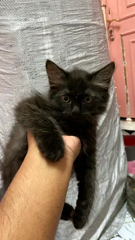 Long haired black kitten for free adoption 2 months old male