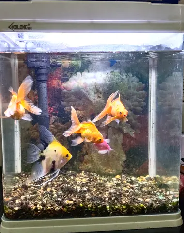 Aquarium Fish Tank with 6 Fish – AED 300 (with full setup)