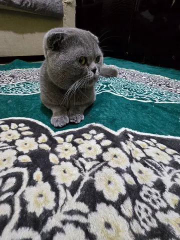 Free adoption beautiful doll face scottish fold male cat.