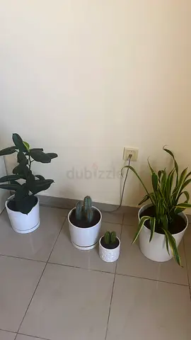 Set of indoor potted plants and cacti