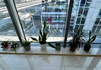 Premium Indoor Plants Bundle with IKEA Pots (Snake Plants, Aloe Vera, Dracaena)