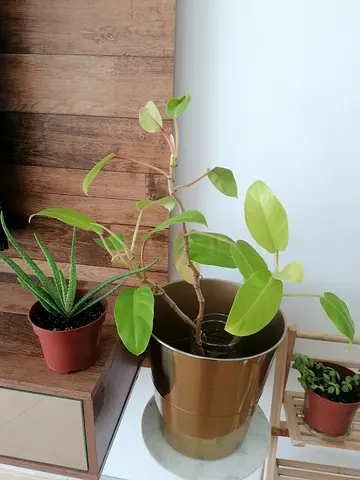 3 indoor plants with pot