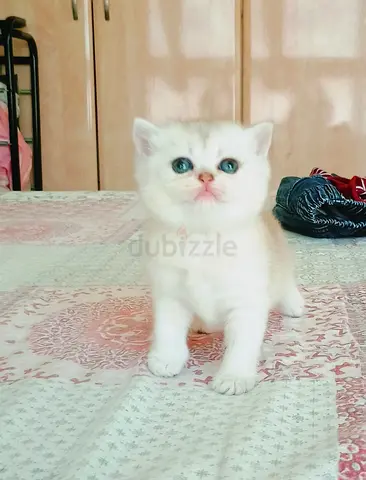 Luxury breed silver chinchilla female young kitten