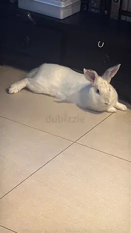 Rescue Bunny for adoption