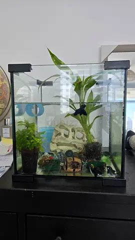 Fish tank(freshwater aquarium/tank)