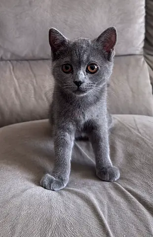 Adorable British Shorthair Kitten (female)