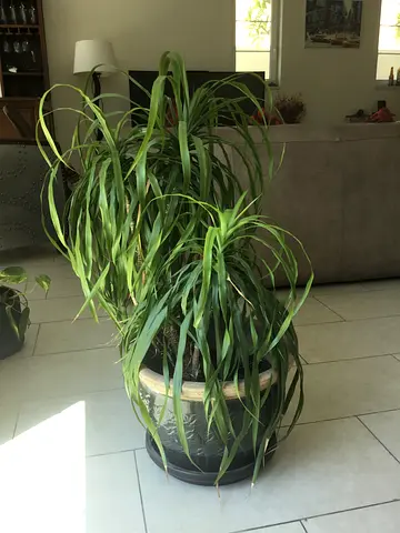 Areca Palm  Ponytail palm with pots