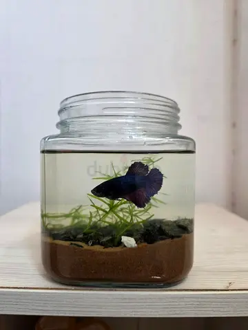 small planted jar - With 05 Guppies / 01 Betta fish .