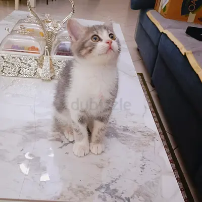 Beautiful British shorthair boy young kitten